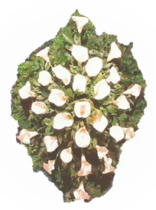 Venci